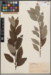 Foto von Salix caprea L.